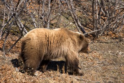 Grizzly