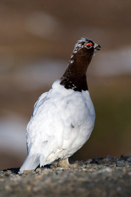 Ptarmigan