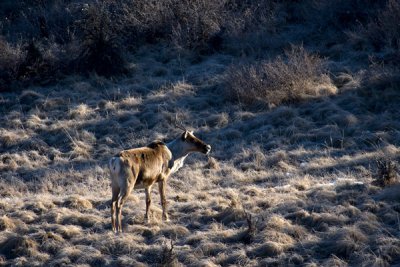 Caribou