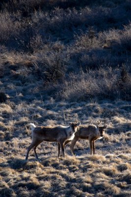 Caribou