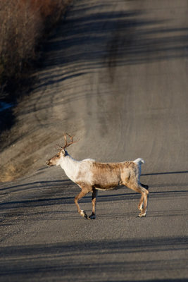 Caribou