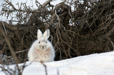 Snowshoe Hare