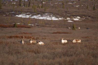 Caribou