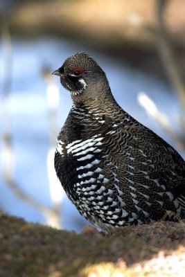 Spruce Grouse