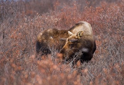 Bull Moose