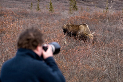 Moose