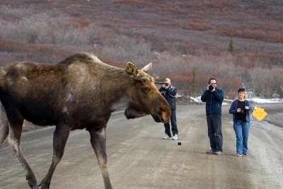 Moose