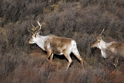 Caribou