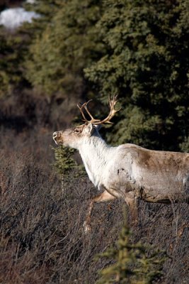 Caribou