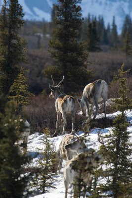 Caribou