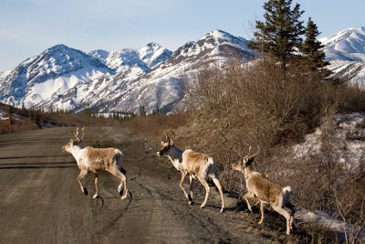 Caribou
