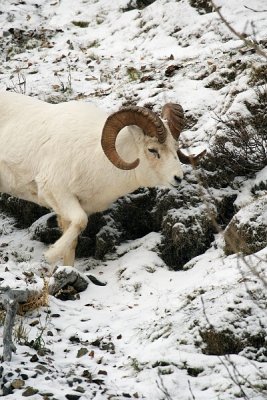 Dall's Sheep - Ram