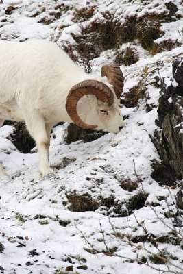 Dall's Sheep - Ram