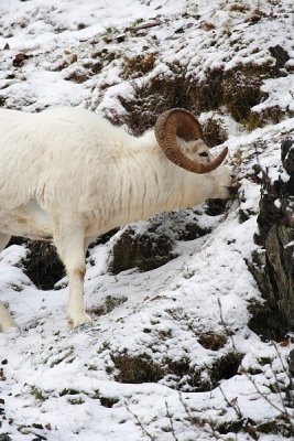 Dall's Sheep - Ram