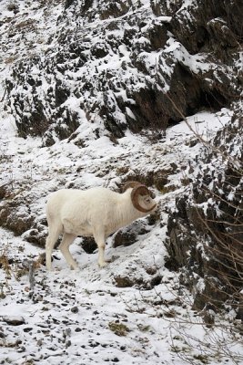 Dall's Sheep - Ram