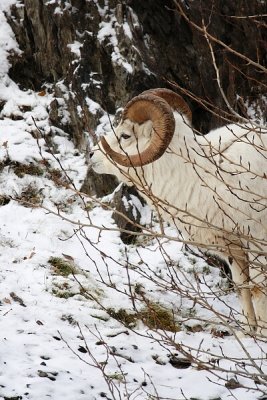 Dall's Sheep - Ram