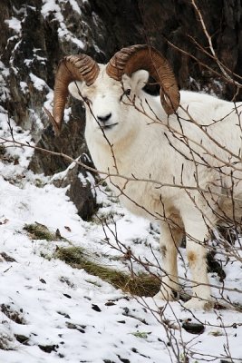Dall's Sheep - Ram