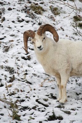 Dall's Sheep - Ram