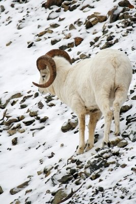 Dall's Sheep - Ram