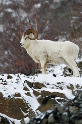 Dall's Sheep - Ram