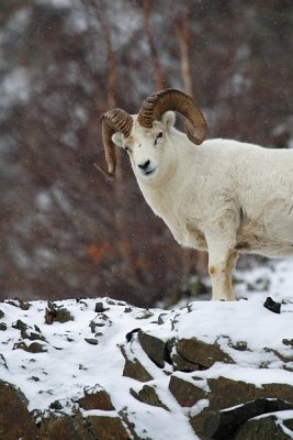 Dall's Sheep - Ram