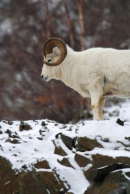 Dall's Sheep - Ram