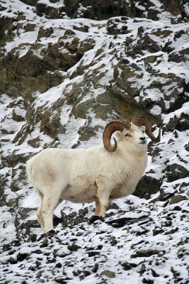 Dall's Sheep - Ram