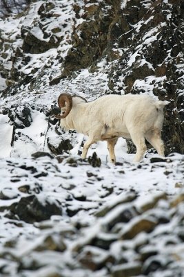 Dall's Sheep - Ram