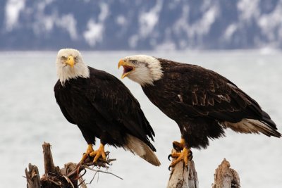 A Pair Of Bald Eagles