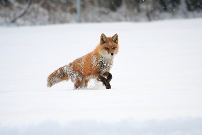 Red Fox Heading For The Den