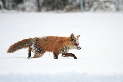 Red Fox