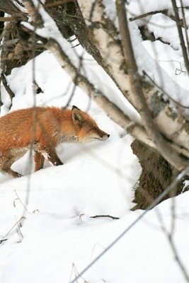 Red Fox