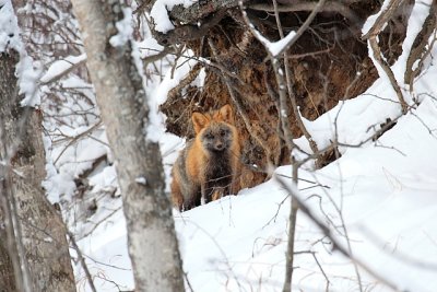 Red Fox With Color Variance