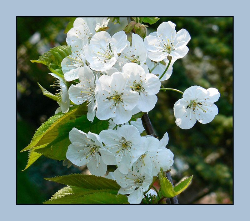 Cherry blossoms