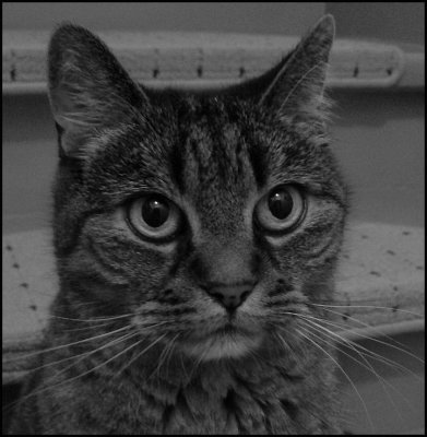 Gray day - grey cat