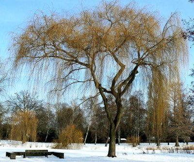 Sunny winter day