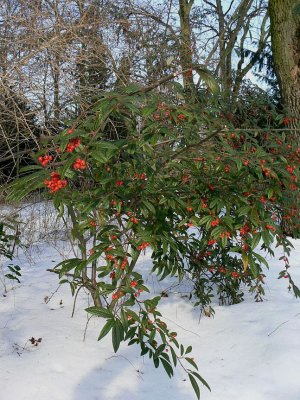 Winter berries