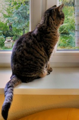 Birds watching