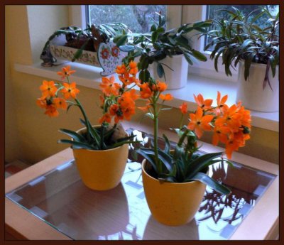 The two orange flower pots