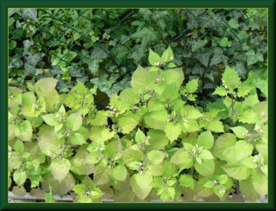 Different green leaves