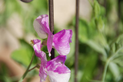 sweetpea 0.0 EV.jpg
