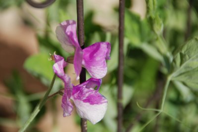sweetpea -0.3 EV.jpg