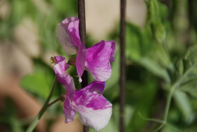 sweetpea -0.7 EV.jpg