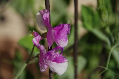 sweetpea -1.0 EV.jpg