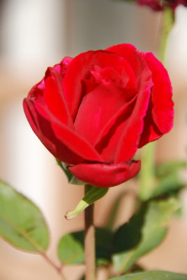 Rose 0.0 EV.jpg