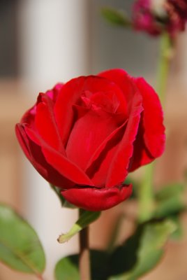 Rose -0.7 EV.jpg
