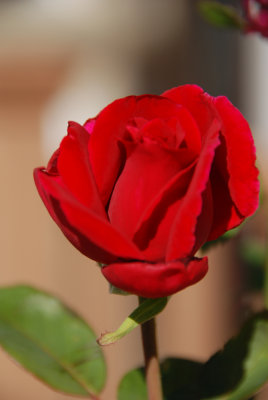 Rose -1.0 EV.jpg