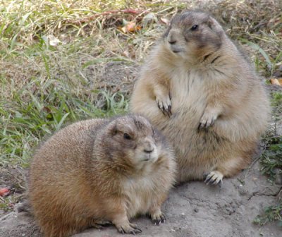 prairie_dogs.jpg