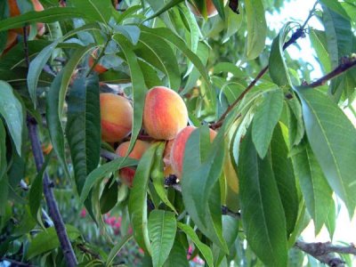 fpfreefoto137.jpg