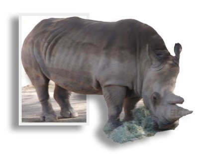 oob_rhino.jpg
